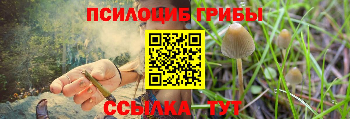 Псилоцибиновые грибы Psilocybe Рязань